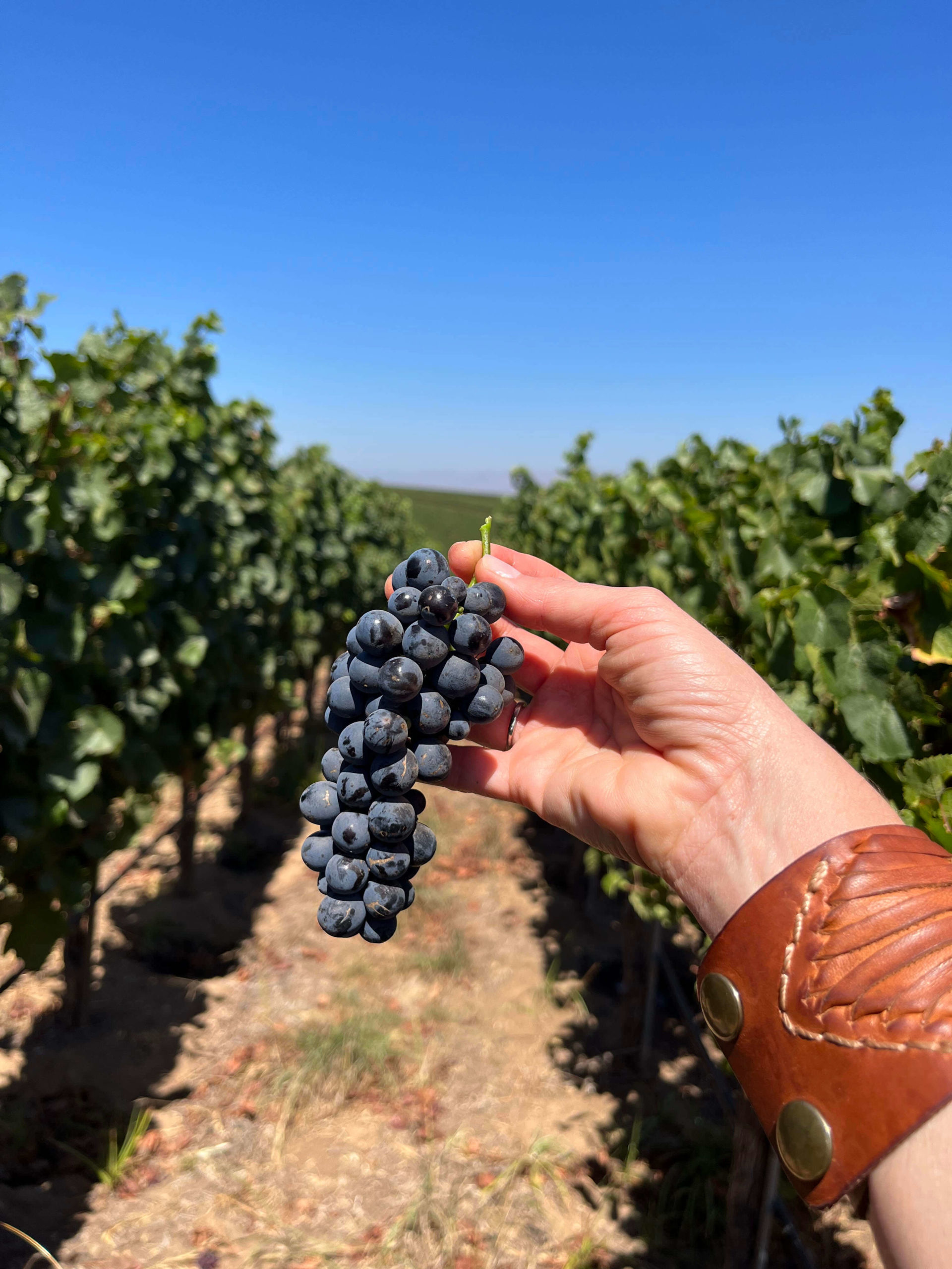 California Wine Month Elina Saiach